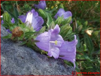 Campanula pelviformis