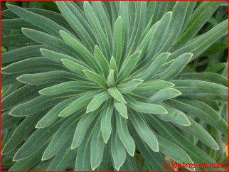 Euphorbia characias