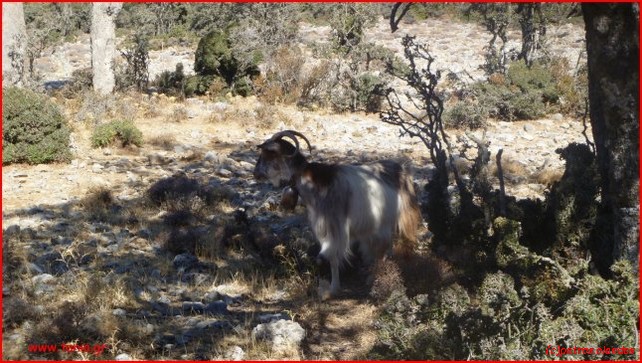 Het Omalosplateau op Oost Kreta