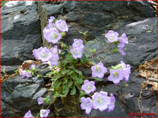 Campanula pelviformis