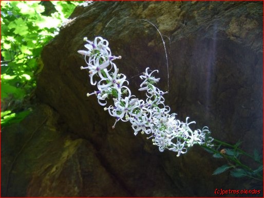 De Petromarula pinnata close up