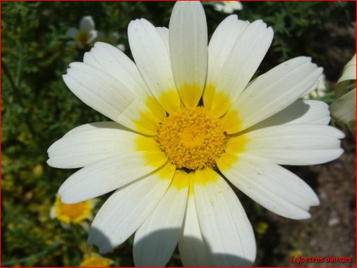 De Chrysantum coronarium ssp bicolor