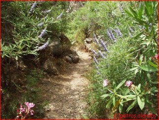 dodenvallei_zakros_oleanders